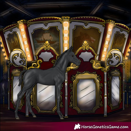 Horse Color:Black 