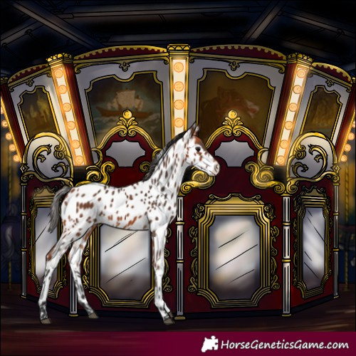 Horse Color:Bay Near Leopard 