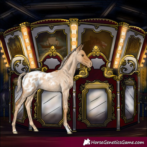 Horse Color:Palomino Roan Blanket