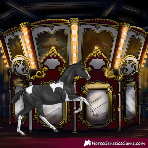 Horse Color:Black Sabino Splash Tobiano 