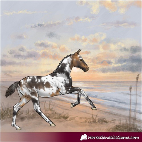 Horse Color:White Spotted Buckskin 