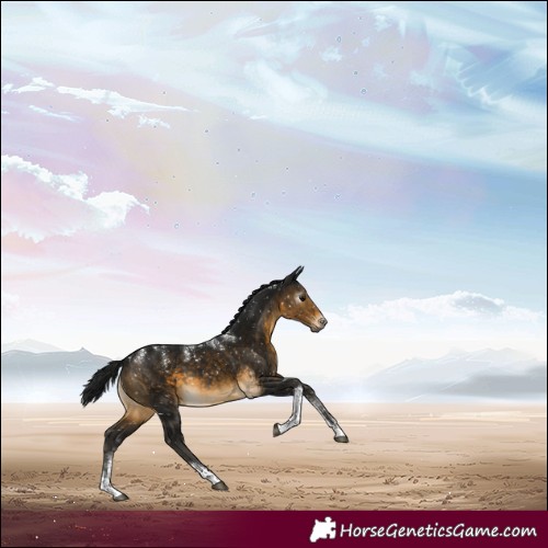 Horse Color:Powder White Gray Buckskin Tobiano Snowflake Varnish Rabicano