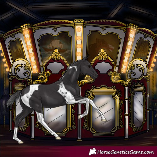 Horse Color:Smoky Black Tobiano