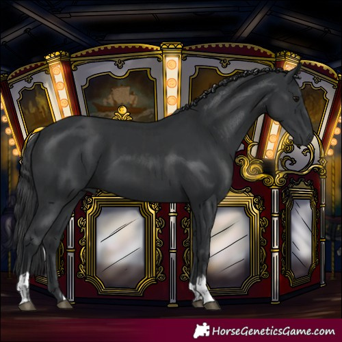 Horse Color:Black  and Black 