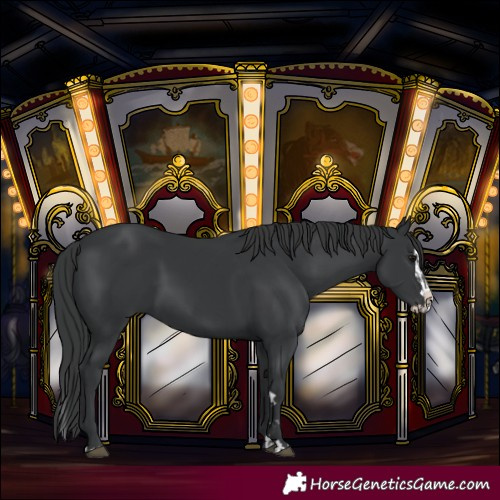 Horse Color:Black  and Black Splash 