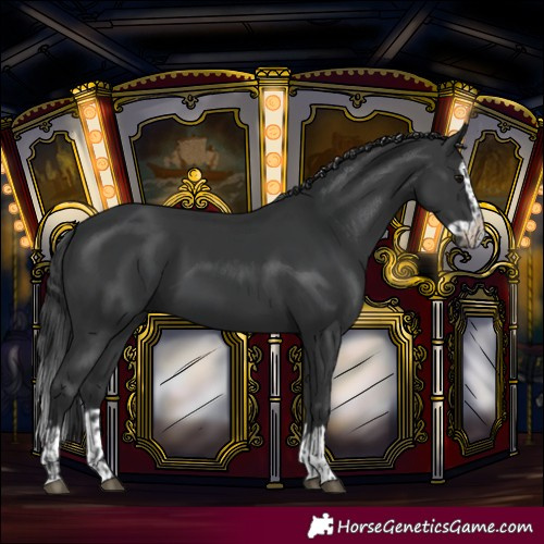 Horse Color:Black and Black Splash
