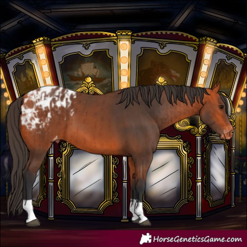 Horse Color:Bay Blanket  and Bay Blanket 