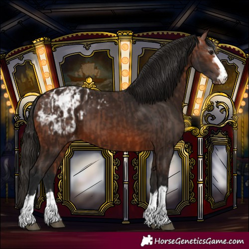 Horse Color:Bay Blanket  and Gray Bay Blanket 