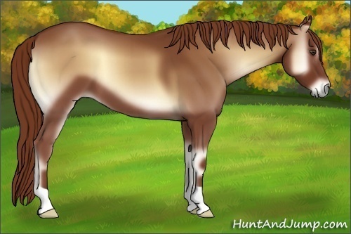 Horse Color:Red Onyx 