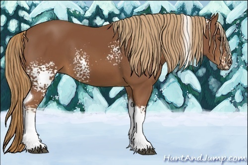 Horse Color:White Spotted Chestnut Tobiano 