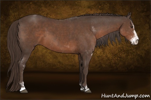Horse Color:Liver Chestnut Sabino 