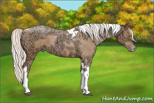 Horse Color:Silver Bay Ice Pearl Tobiano 