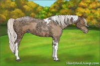Horse Color:Silver Bay Ice Pearl Tobiano