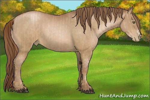 Horse Color:Liver Chestnut Pearl  and Bay Pearl 