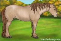 Horse Color:Liver Chestnut Pearl  and Bay Pearl 
