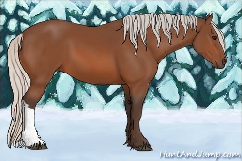 Horse Color:Silver Bay 