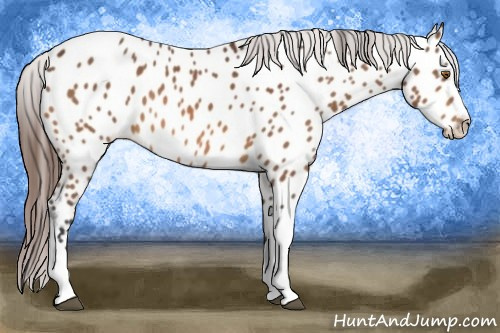Horse Color:Bay Tobiano Appaloosa