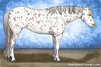 Horse Color:Bay Tobiano Appaloosa 
