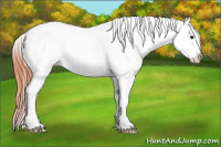 Horse Color:Bay Dun Frame Appaloosa 