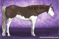 Horse Color:Liver Chestnut Splash 