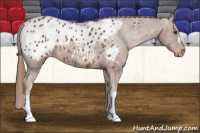 Horse Color:Chestnut Appaloosa 
