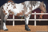 Horse Color:White Spotted Bay Appaloosa 