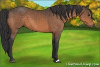 Horse Color:Buckskin 