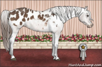 Horse Color:Buckskin Blanket