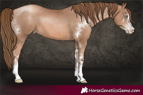 Horse Color:Liver Chestnut Pearl Sabino  and Liver Chestnut Pearl Sabino 