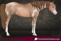 Horse Color:Liver Chestnut Pearl Sabino and Liver Chestnut Pearl Sabino