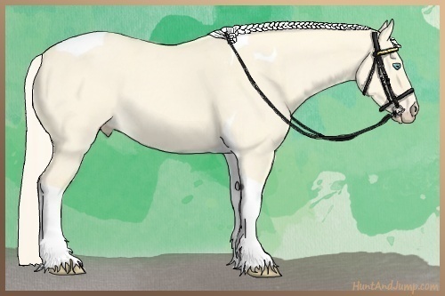 Horse Color:Cremello Dun Tobiano
