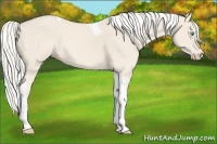 Horse Color:Cremello Tobiano 