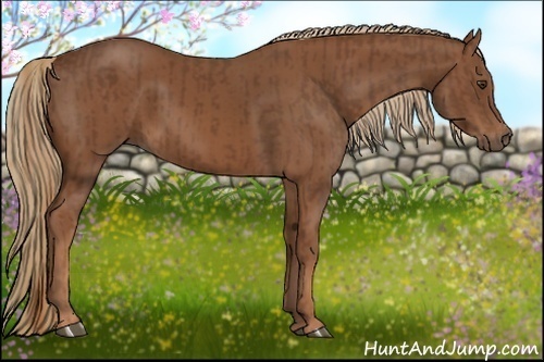 Horse Color:Chestnut and Chestnut