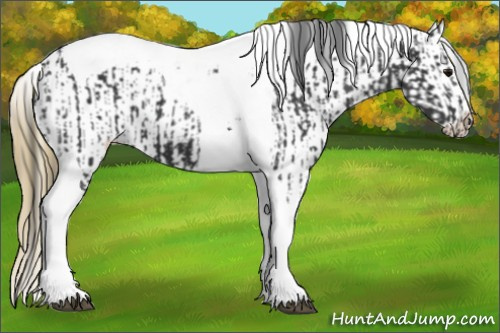Horse Color:Smoky Black Tobiano and Smoky Black Tobiano Appaloosa