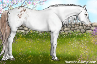 Horse Color:Chestnut Appaloosa  and Chestnut Appaloosa 