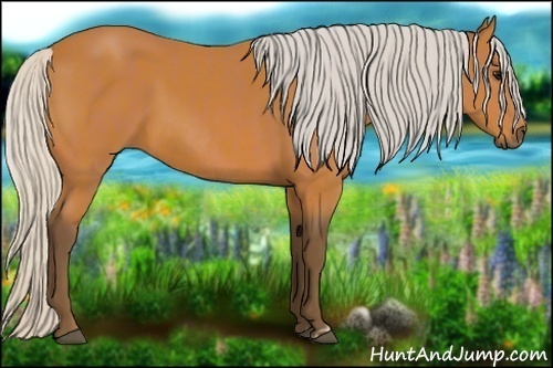 Horse Color:Silver Bay  and Silver Bay 