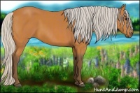 Horse Color:Silver Bay  and Silver Bay 