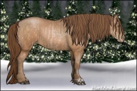 Horse Color:Bay Pearl  and Bay Pearl 