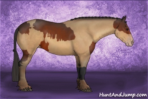 Horse Color:Bay  and Amber Champagne 