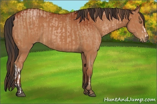Horse Color:Bay Pearl and Bay