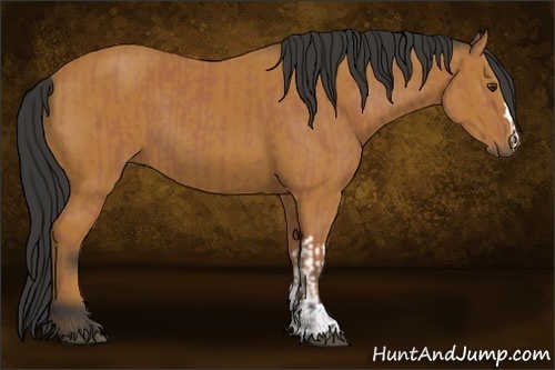 Horse Color:Bay  and Bay 