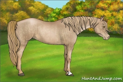 Horse Color:Liver Chestnut Pearl  and Liver Chestnut Pearl 