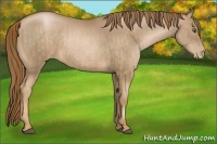 Horse Color:Liver Chestnut Pearl  and Liver Chestnut Pearl 