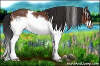 Horse Color:White Spotted Bay Splash Frame 