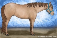 Horse Color:Bay Pearl Brindle