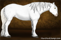 Horse Color:Palomino Appaloosa  and Palomino Dun Appaloosa 
