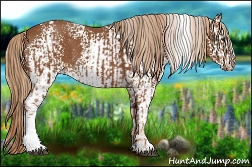Horse Color:White Spotted Chestnut  and White Spotted Chestnut 
