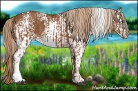 Horse Color:White Spotted Chestnut and White Spotted Chestnut