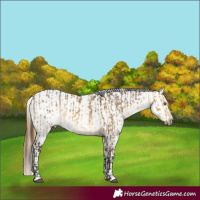 Horse Color:Buckskin Dun Mushroom and Buckskin Dun Mushroom Appaloosa
