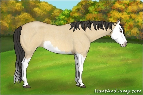 Horse Color:Buckskin Roan Dun Splash 